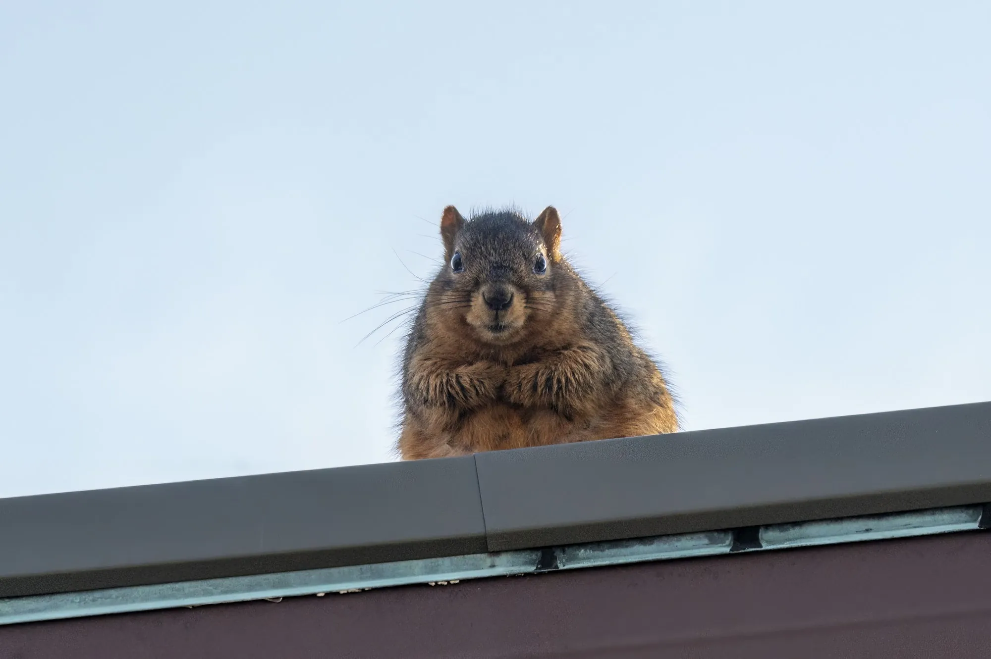 Squirrel sitting on a roof edge against blue sky
